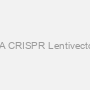 Tet1 sgRNA CRISPR Lentivector set (Rat)